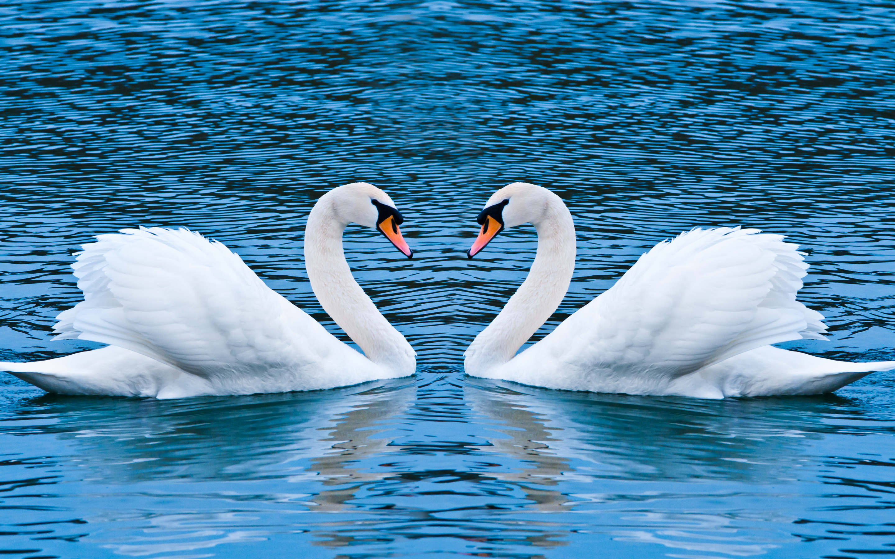 Swan Love8921213431